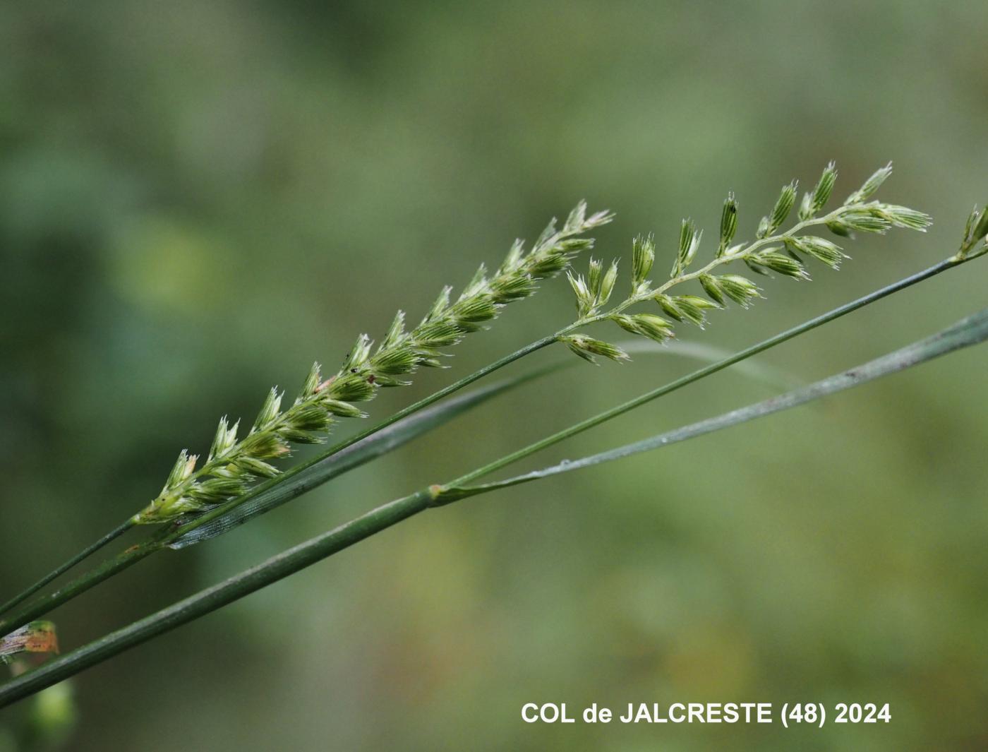 Dog's-Tail, Crested fruit